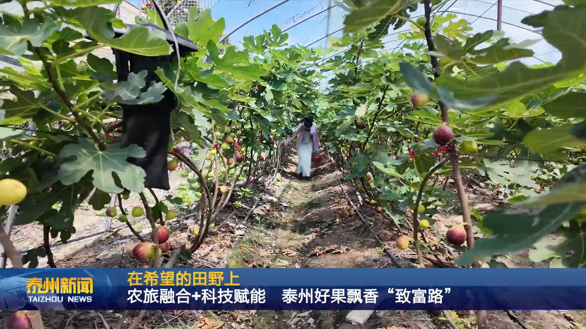 在希望的田野上  农旅融合+科技赋能  泰州好果飘香“致富路”